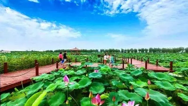 家庭食材配送：合作共赢，打造健康餐桌**