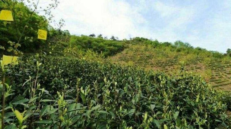 以某知名农业合作社为例，该合作社在品牌建设方面具有以下特点：