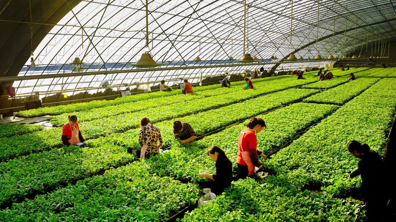 家庭农场补贴申请，流程详解助您顺利领款