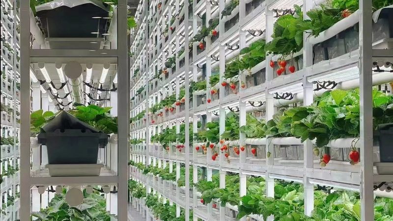 山东农资价格波动背后的市场逻辑**